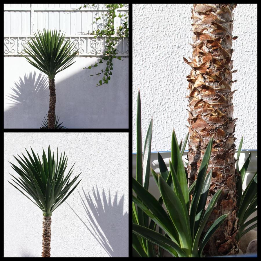 Toca Do Lobo Apartment Charneca  Exterior photo